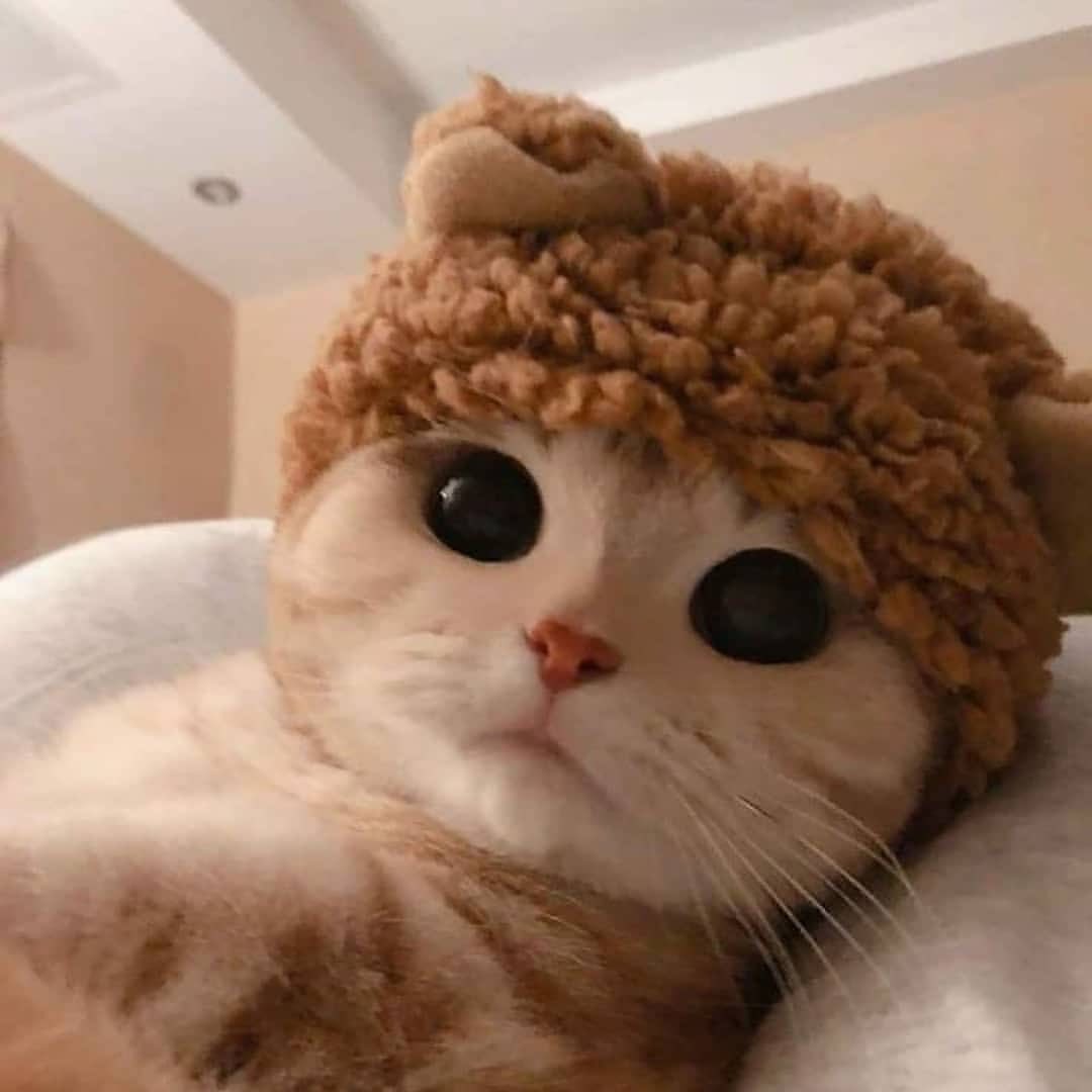 pipoy